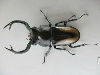 77914 Lucanidae: Rhaetulus Crenatus.  Vietnam North.  55mm