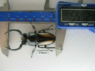 77914 Lucanidae: Rhaetulus crenatus.  Vietnam North.  55mm 2