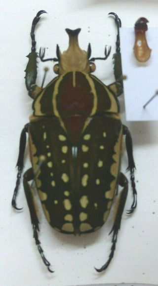 New: Beetles - Chelorrhina Polyphemus (budongo Forest,  Uganda,  Male)