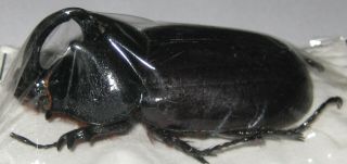 Dynastidae Scapanes Australis Brevicornis Male A1 54mm (west Papua)