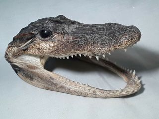 Alligator Head 5 - 6 Inches Real Gator American Taxidermy Reptile Croc