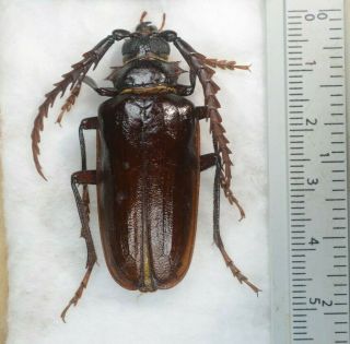 Prionus Lecontei A1 Unmounted Coleoptera Cerambycidae Prionidae Prioninae