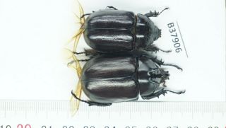 B37906 – Eupatorus Endoi Species? Beetles Dak Nong Vietnam