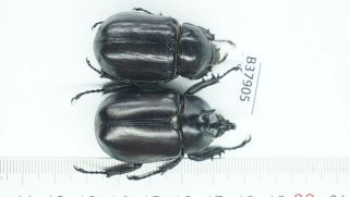 B37905 – Eupatorus Endoi Species? Beetles Dak Nong Vietnam