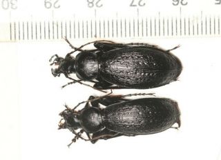 Carabidae Carabus Apotomopterus From Nw Yunnan