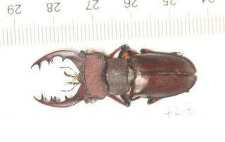 Lucanidae Lucanus Kirchneri 42.  8mm Fujian