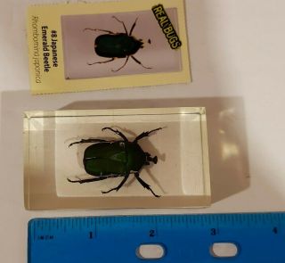 Real Bugs Collectable Japanese Emerald Beetle / Rhombomina Japonica In Resin