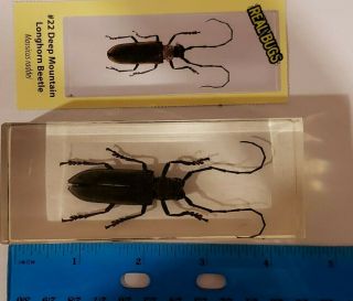 Real Bugs Collectable Deep Mountain Longhorn Beetle / Massicus Raddei In Resin