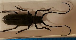 Real Bugs Collectable Deep Mountain Longhorn Beetle / Massicus Raddei in Resin 2
