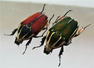 Mecynorrhina Ugandensis,  Female A 47 Mm,  Female A 50 Mm