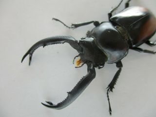 61817 Lucanidae: Rhaetulus crenatus tsutsuii.  Vietnam Central.  50mm 3