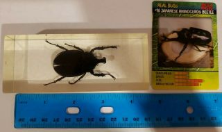 Real Bugs Collectable Japanese Rhinoceros Beetle / Allomyrina Dichotoma In Resin