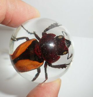 4 Cm Insect Sphere Golden Stag Beetle Odontolabis Cuvera Rael Insect Specimen