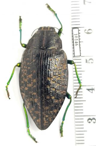 Buprestidae Polybothris Navicularis Madagascar (with Gps - Data)