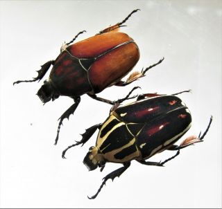 Mecynorrhina Ugandensis,  Female A 49 Mm,  Female A 50 Mm