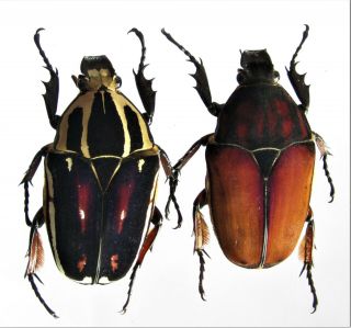 Mecynorrhina ugandensis,  female A 49 mm,  female A 50 mm 2