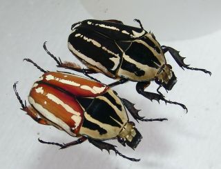 Mecynorrhina Ugandensis,  Female A 50 Mm,  Female A 50 Mm