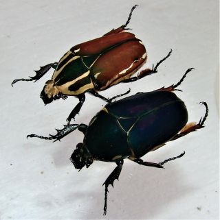 Mecynorrhina Ugandensis,  Female A 50 Mm,  Female A 48 Mm