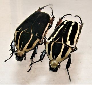Mecynorrhina Ugandensis,  Female A 53 Mm,  Female A 54 Mm