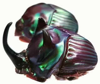 Insect - Scarabaeidae - Oxysternon Conspicilatum - Peru - Xl Pair 27mm, .