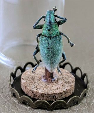 G109 Taxidermy Entomology Dust Dust Snoot Beetle Glass Dome Display Specimen