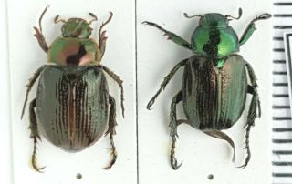 Scarabaeidae,  Rutelinae Phyllopertha Sp.  China,  Gansu Pair