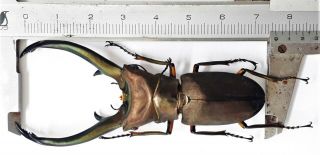 Cyclommatus Truncatus 75.  5mm From Sumatra Indonesia
