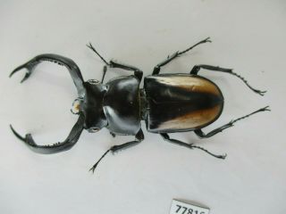 77816 Lucanidae; Rhaetulus crenatus.  Vietnam North.  63mm.  A2 3