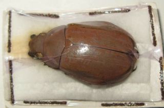 Chrysina Modesta Brown Form Female (rutelidae)