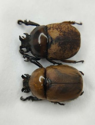 Scarabaeidae,  Rutelinae,  Dicaulocephalus,  2 Form,  Guangxi/yun 
