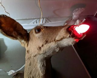 Retro Xmas Vtg Red Rudolph Light Up Nose Deer Head Shoulder Mount Taxidermy Bar