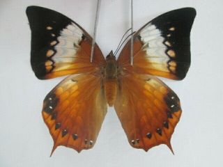 N7201.  Unmounted Butterfly: Charaxes Bernardus.  South Vietnam.  Female