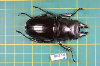 Coleoptera | Lucanidae | Odontolabis Siva | | 68mm | Vietnam