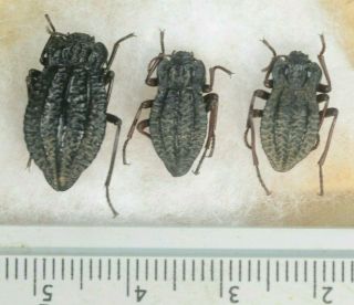 Callyntra Rossi 3x A1 Unmounted Tenebrionidae Coleoptera