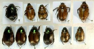 Rutelidae Sp 11x Honduras Gps Data; Scarabaeidae; Rutelinae; Dynastidae
