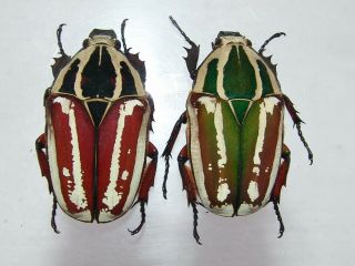 Mecynorrhina Ugandensis,  Female A 52 Mm,  Female A 50 Mm