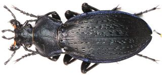 31.  Carabidae - Carabus (morphocarabus) Kollari Sejunctus.  Female