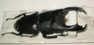 Dorcus Titanus Typhon Male 86mm (lucanidae)
