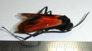 Hymenoptera,  Pepsinae,  Pepsis Sp.  Male (big Species From Chaco)