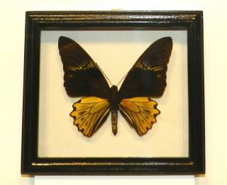 Troides Cuneifera.  Real Butterfly In A Frame Made Of Expensive Wood.