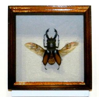 Stag Beetle In Frame Of Real Wood