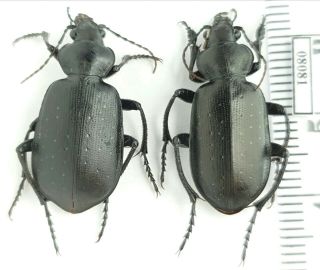 Carabidae Calosoma (campalita) Maderae Dzungaricum Tadzhikistan Pair
