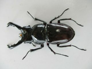 74205 Lucanidae: Pseudorhaetus Oberthuri.  Vietnam North.  53mm