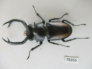 75355 Lucanidae: Rhaetulus Crenatus.  Vietnam North.  55mm