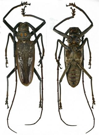 Batocera Thomsonii - Cerambycidae 60mm From Siberut Island,  Mentawai,  Indonesia