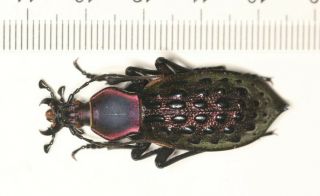 Carabidae Carabus Coptolabrus Apotomopterus Guangxi (2)