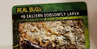 Real Bugs Collectable Eastern Dobsonfly Larva/Corydalus Cornutus in Resin 3