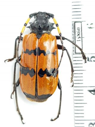 Cerambycidae Sternacanthus Picticornis Peru Female