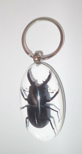 Insect Large Key Ring Black Stag Beetle Dorcus Mellianus Specimen Sk83 Clear