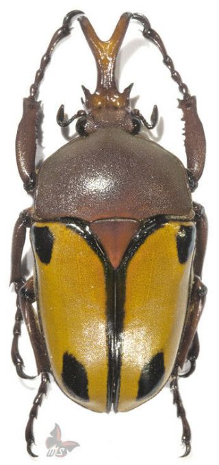 Eudicella Trilineata F.  Interruptefasciata 35,  Mm,  Unmounted Beetle